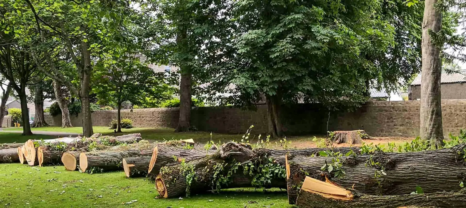 Cut tree logs lying in a yard
