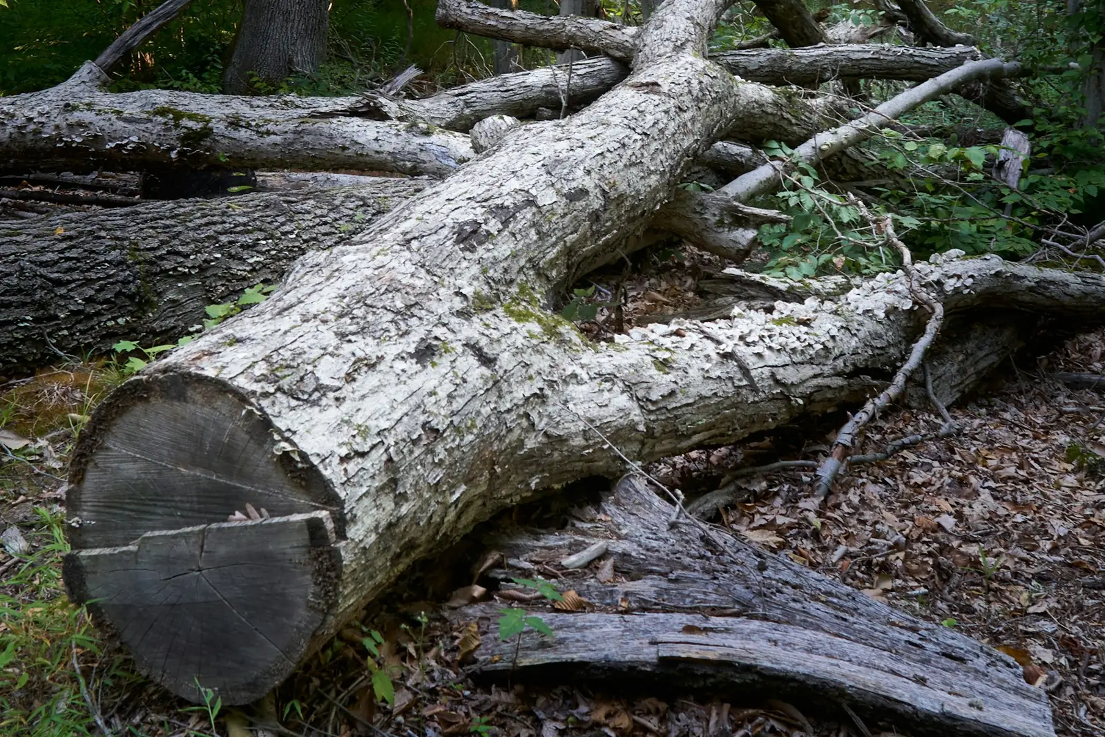 Fallen log in a wooded area