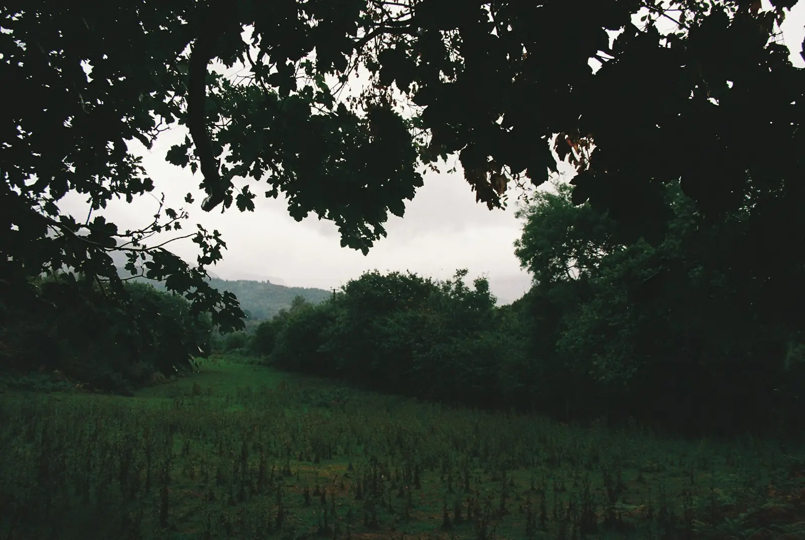 Grassy field framed by trees