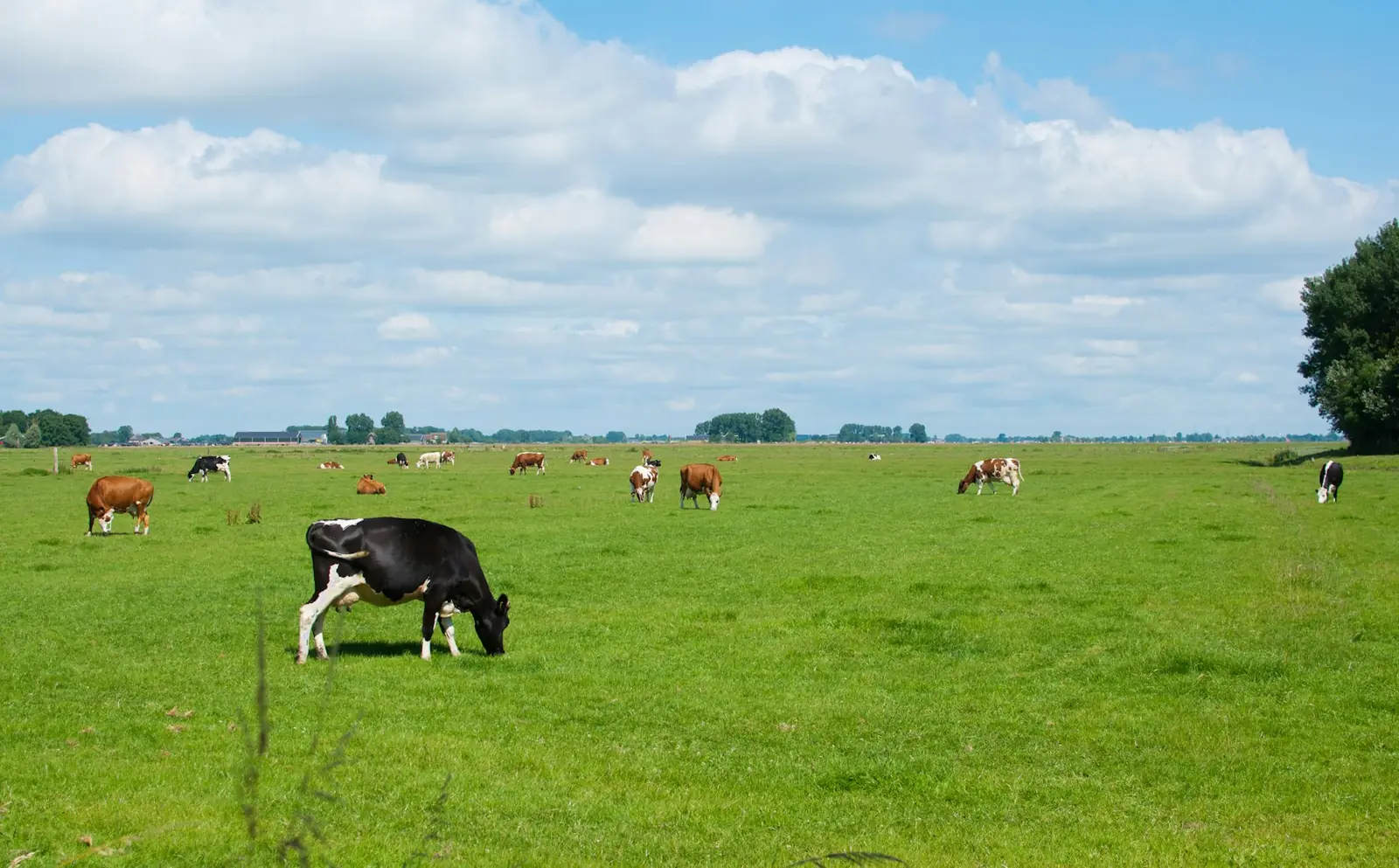Open green pasture with cattle grazing