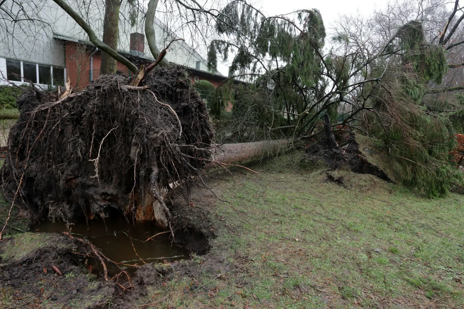 Large uprooted tree lying in a yard after a storm